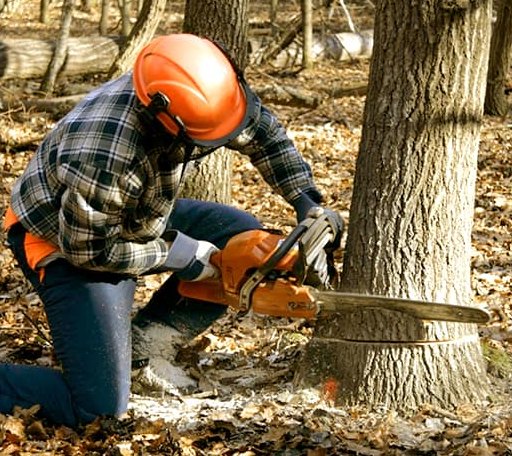 Tree Removal in Silas, AL